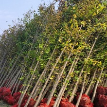 ~yӘ׹ռزwyӘFͥԺLɫľ