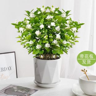 �����������ļ��_�������ذ����͏d�̨���㻨��ֲ�������