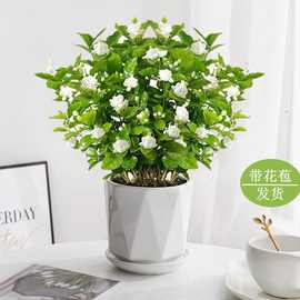 茉莉花苗盆栽四季开花茉莉花重瓣家里客厅阳台浓香花卉植物白茉莉