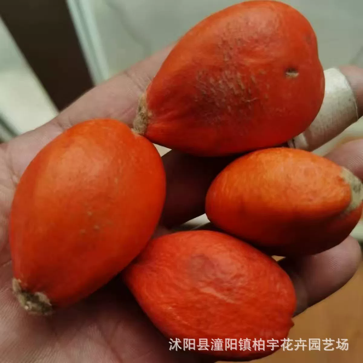 Оптовая Вновь Урожай Семена Железного Дерева-Iron Tree Рассада Семена Cycas Семена Лесные Семена Прорастание Скорость