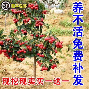 Live Hawthorn Seedlings, Large Five-Edge Sweet Red Hawthorn Seedlings, Potted Plants Planted in the South and North, Ground-Planted Hawthorn Grafted Fruit Seedlings