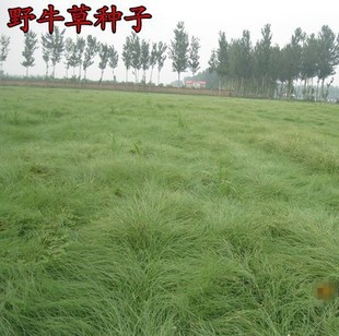 Ұţ�ݷN���o�¹�����ƺ�ݷN�Ѱ����ļ��L���ͺ��ͺ���������