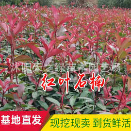 红叶石楠树苗小苗球形庭院火焰红四季青灌木绿篱彩色工程绿化苗木