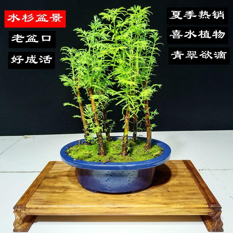 특별 가격 폭발 5 정글 메타 세쿼이아