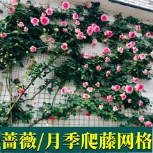 网格爬藤架铁艺铁丝月季蔷薇爬墙上墙面靠墙园艺户外牵引固定支架