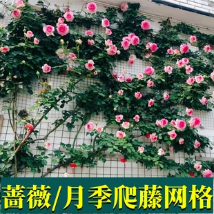 Grid Climbing Frame Iron Wire Rose Climbing Wall Wall Wall Wall-leaning Garden Outdoor Traction Fixed Bracket