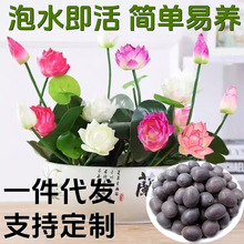 һ�����l����ɏ�N���ļ��_��ˮ��Gֲ˯ɏ��ɻ�ͥԺ�҃�����