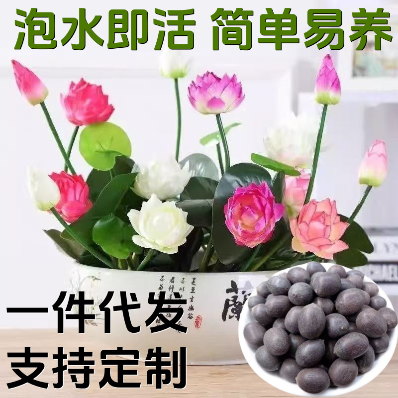 一件代发非碗莲种子四季开花水培绿植睡莲盆荷花庭院室内盆栽