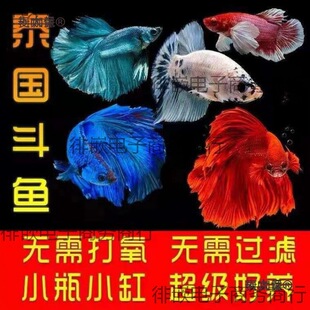 �{��̩�������[�����»鼆�Rβҹ�ПᎧ�^�p�~̫���~�~����̫��