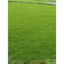 ���Z�q������ɷf��ƺ�N���ļ������Ƥ���޼��ߙn���Ѱ�����ƺ��