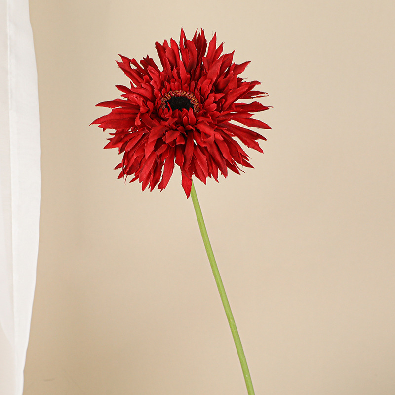 솔질된 거베라 [빨강]]