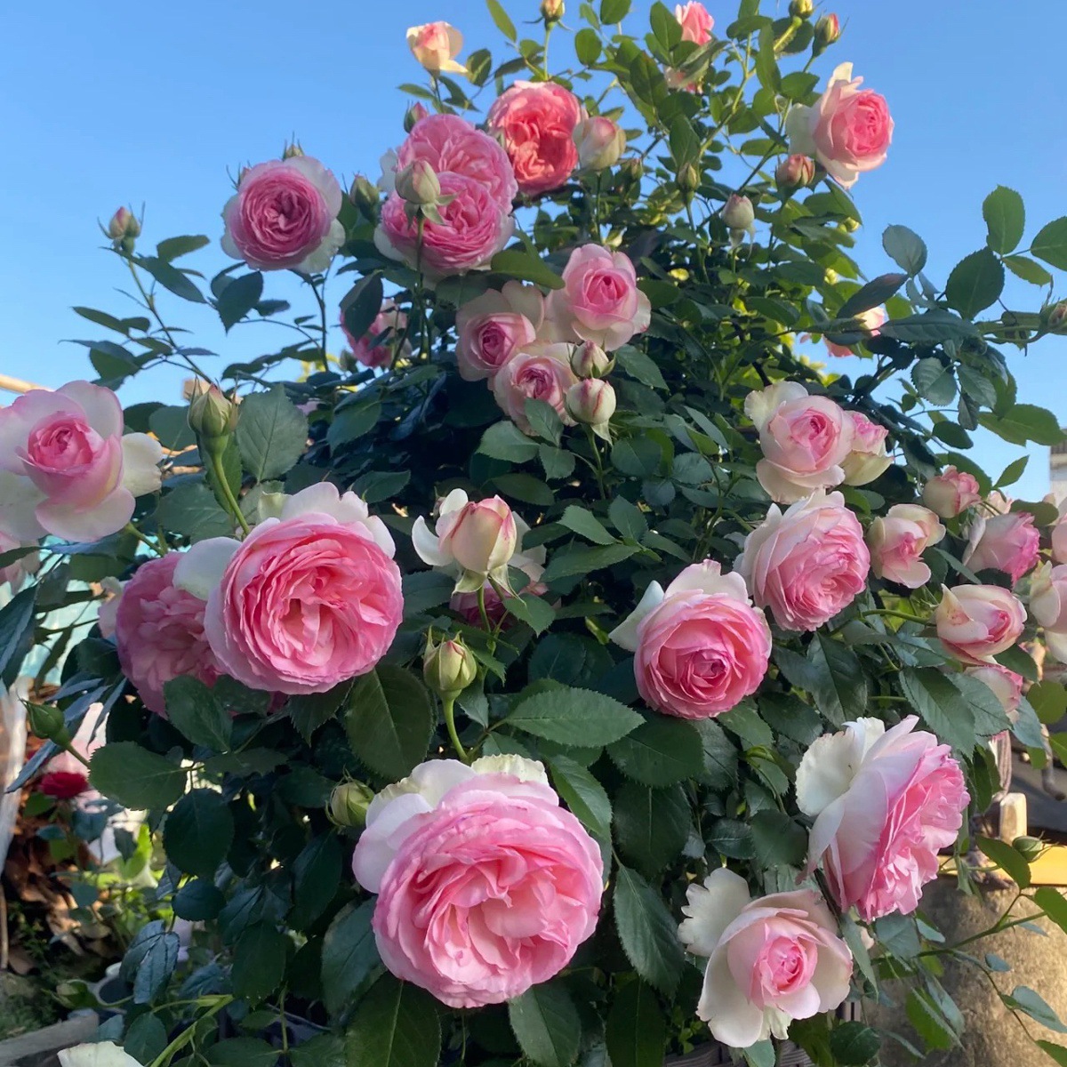 핑크 드래곤 [덩굴꽃이 핫한 스타일] 작은 묘목