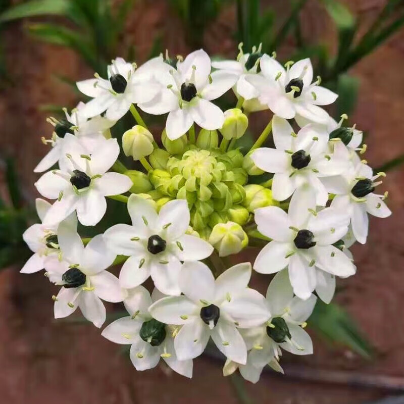 天鹅绒种球伯利恒之星种球虎眼万年青雀梅盆栽苗球茎花卉多年生