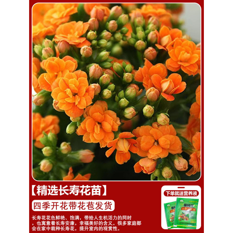 Flores de larga vida en maceta de doble pétalo, zorro dorado, gran flor con brotes de flores y plántulas, flores de interior en todas las estaciones, fáciles de cultivar.