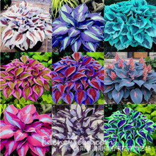 Nͺꎶ񴺰QݻNͥԺ׻