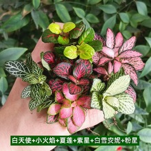 ̦�\΢���^ˮꑸ����B��Сֲ��W�y��ާ�������ֲ���쾰����