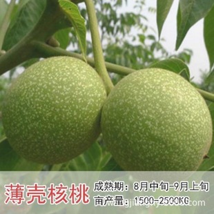 ������8518�޽����ش�Ƥ���Ҙ����ϱ����ļ��Nֲ�����箔��Y��