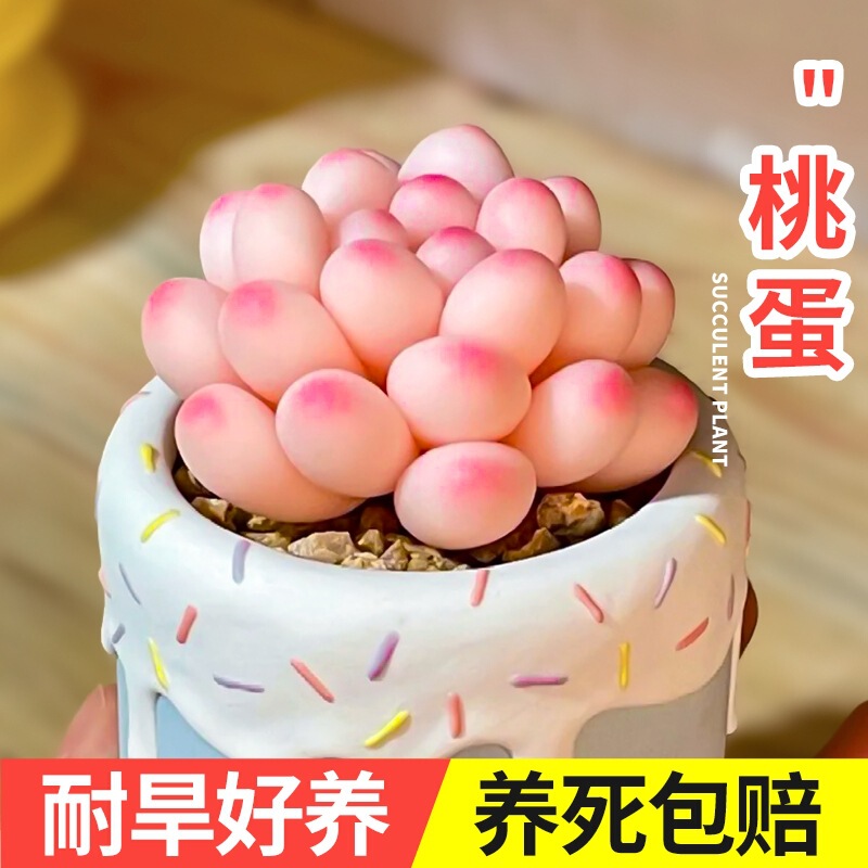 Super Cute Peach Egg Succulent Plant Varieties, Potted Flowers for the Office, Famous Green Plants and Flowers from Guiyang