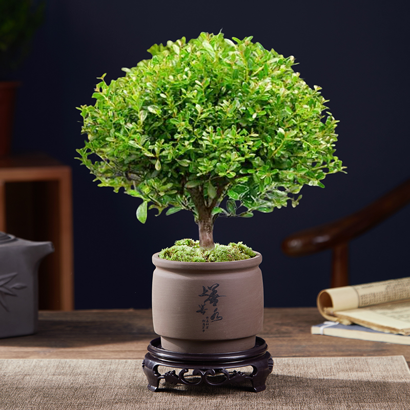 A급 고품질 작은잎 피니퍼스 + 물통과 같은 최고의 품질 + 둥근 바닥 지지대 + 이끼 + 비료