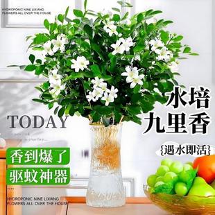 Jiulixiang Potted Hydroponic Plants, Mosquito-Repellent Bamboo, Indoor Fragrant Jasmine Flowers with Buds, Gardenia, Easy to Grow Green Plants