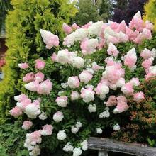 海蒂的花园圆锥绣球夏日美人石灰灯棒棒糖地栽植物北方耐寒花卉