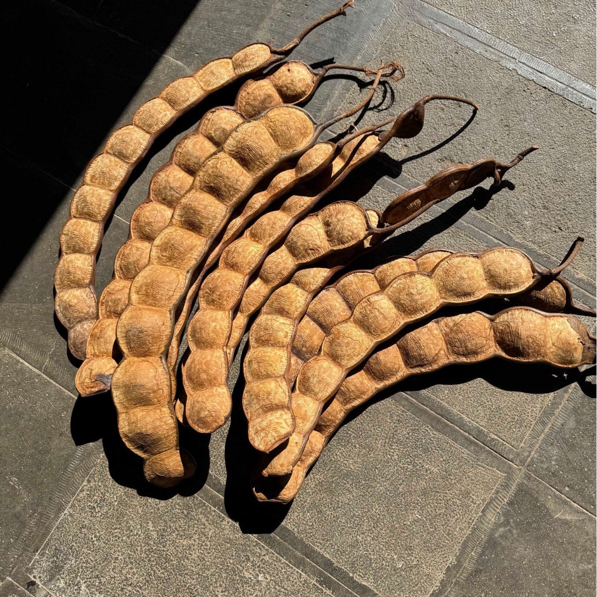 云南榼藤大豆荚娃娃原材料diy手工西双版纳平安豆植物果实装饰