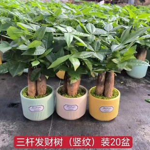 Money Tree Potted High-End Ceramic Pot Money Tree Wholesale Indoor Green Plants Office Living Room Easy to Grow Plants and Florals
