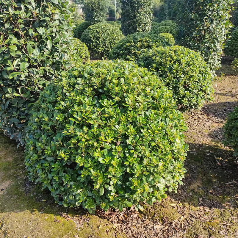 湖南基地供应 蓬径1米海桐球 多规格海桐球 花坛灌丛量大从优