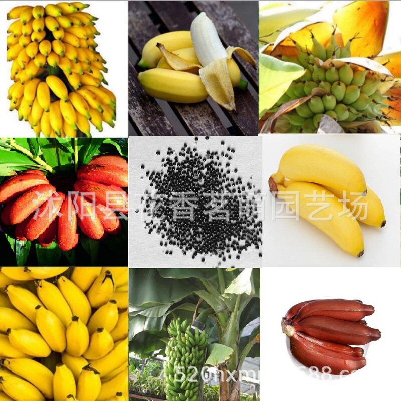 Wholesale Fruit Seeds Banana Seeds Mini Banana Seeds Rice Banana Golden Banana Potted Fruit Seeds