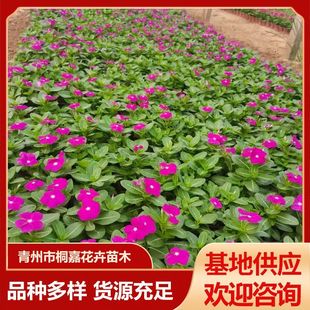 Qingzhou Base Supplies Daily Spring Daily Grass Daily New Periwinkle Potted Flowering Plants