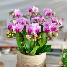 �ÿ͏d��ֲ�ﻨ���ļ������B���҃��m���������������Ժ����m����