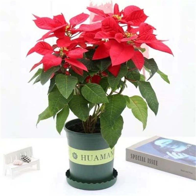 Поинсеттиа в горшке Four Seasons Цветущая Крытая гостиная Балкон Декоративные цветы Рождественские цветы