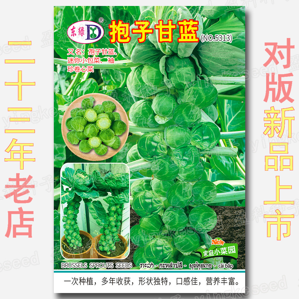 约100粒 抱子甘蓝种子孢子甘蓝种子蔬菜种籽紫子持小卷心菜包心菜