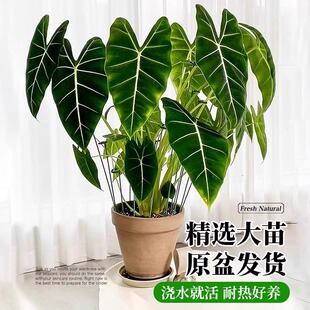 �G���Z�q�������Դ��~���Z�q������~���҃��̨�^�~ֲ��ä��