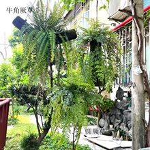 �����ݲ�˹�ʵ��{�׾����{�ݷ���Gֲ�ٻ��ٗl���ٷ��滨��˹��