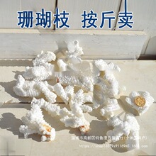 天然珊瑚石海螺贝壳真珊瑚碎枝鱼缸底部装饰铺底地台装饰