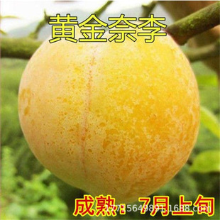 �S���������´� ��������һ�c�t�P����޽�Ó�Ǵ����Ә��������