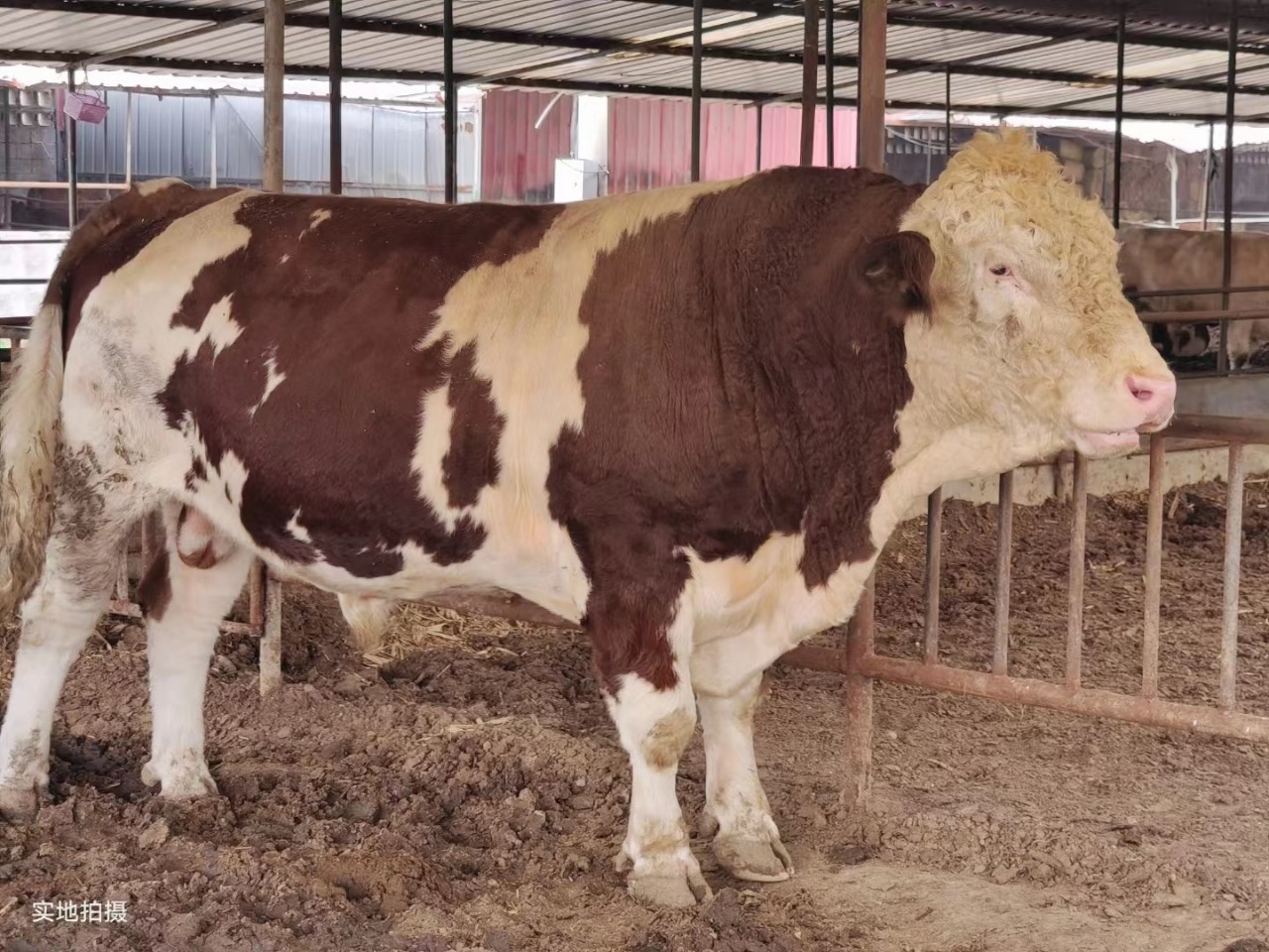 西门塔尔牛 公牛犊 母牛犊 二十年养殖老场包技术 包成活 包运输