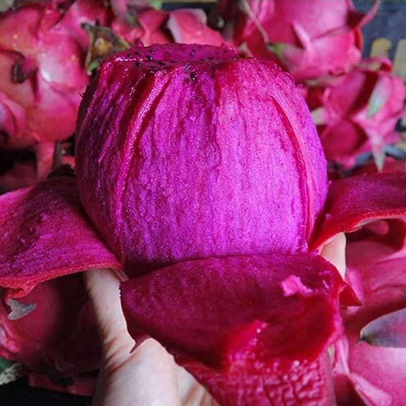 pitaya wholesale selected Waldo Number one Red Red meat Tropical fresh fruit Season pregnant woman Full container