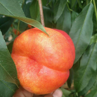 �S���Ҙ�����ӳ˪�t�S����4̖�Ҙ������11�����S���ë����