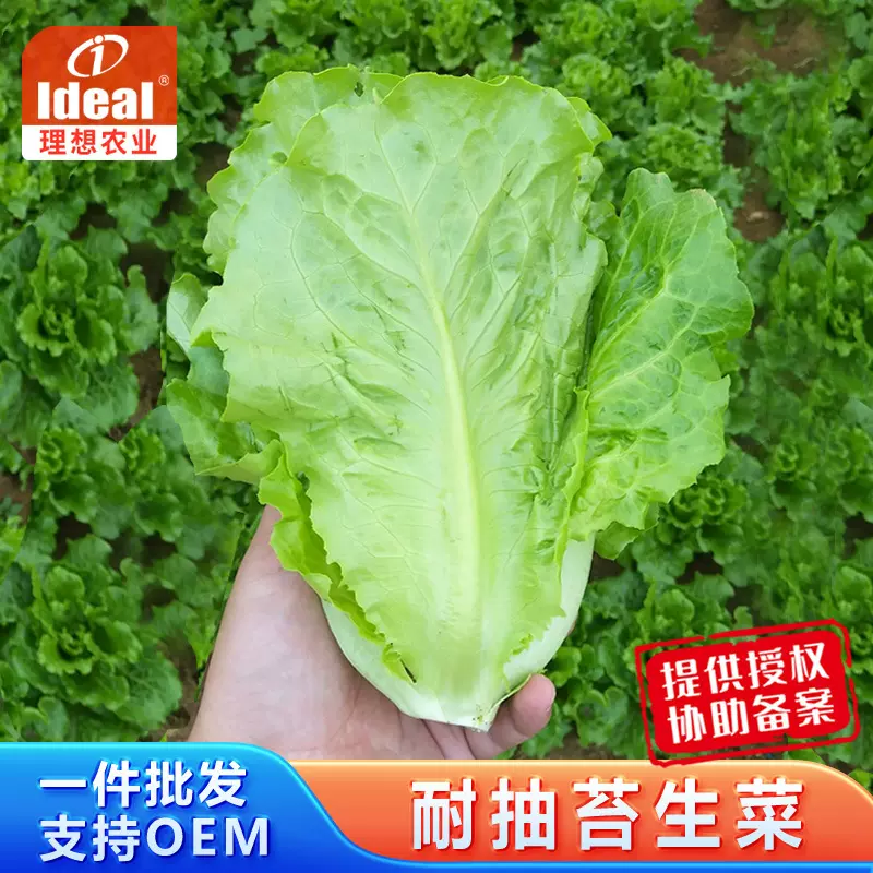 理想生菜种子意大利罗马生菜种籽蔬菜种子耐热耐寒耐抽苔厂家批发