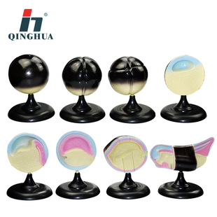 Qinghua Science and Education 33102 Frog Embryo Model Junior High School Biology Model Frog Embryo Growth and Development Process Model