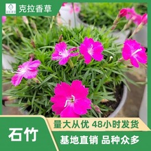 4�Nʯ�����l�����ǻ��� �Wʯ���ؐ���Z�ͺ��̨ͥԺ�ر����B