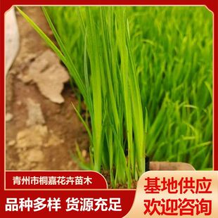 Aquatic Iris Base Wholesale Various Aquatic Plants Park River Greening Yellow Calamus Yellow Flower Iris Iris Seedlings