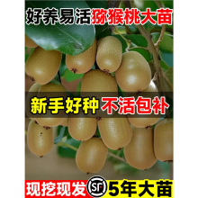 徐香软枣猕猴桃树果苗嫁接红心公母同株地栽盆栽庭院南北种植果树