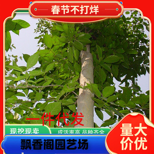 һ�����l���٘���@�־G����ľɫ�е��L����ͥԺ�Nֲ��ľ�r�񃞻�