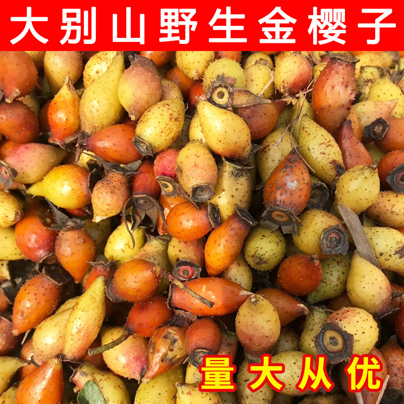 金樱子野生新鲜现摘刺梨金英子成熟青黄果男性泡酒药材原材料500g