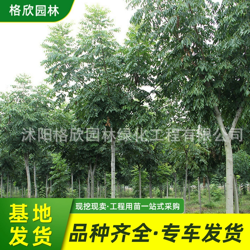 Луан саженец дерева база питания зеленый рассада цвет блок изгороди Дорога украшения вечнозеленый большой лист Луан саженец дерева