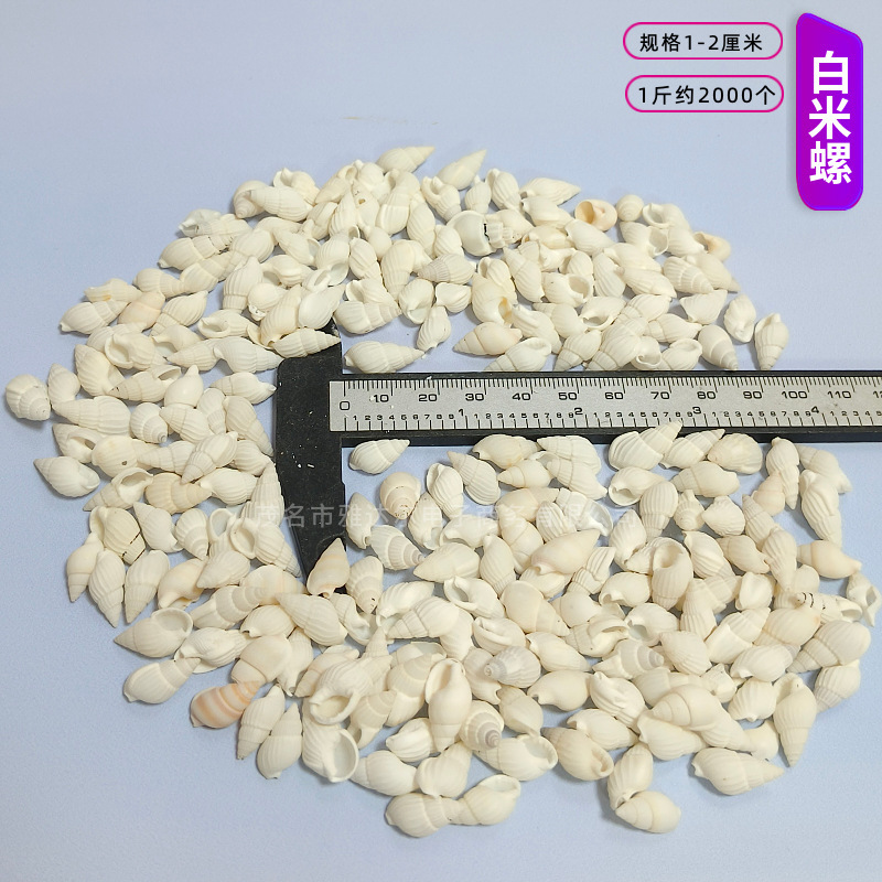貝殻と法螺貝 1～2cmをポンド単位で販売、貝殻と砂を混ぜて手作りのDIYテーブルを製作、ドリフトボトルを製作|undefined