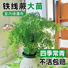 �F��ާ�Gֲ���Կ͏d����ȩ�Gֲ�Pβާ�F�z���҃������βާ�ֲ��